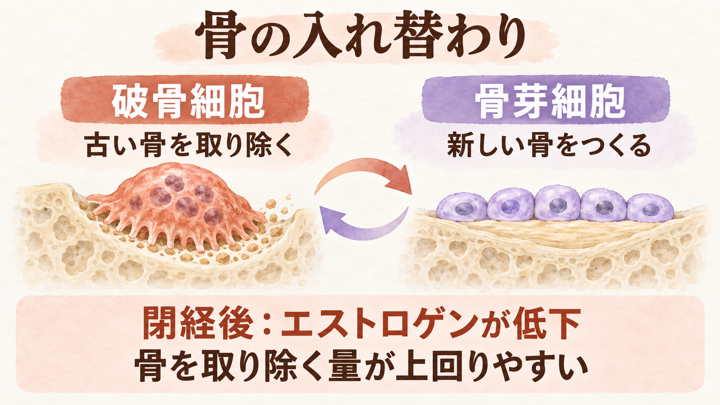 破骨細胞は古い骨を取り除き、骨芽細胞は新しい骨をつくります。閉経後にエストロゲンが低下すると、骨を取り除く量が上回りやすくなります。