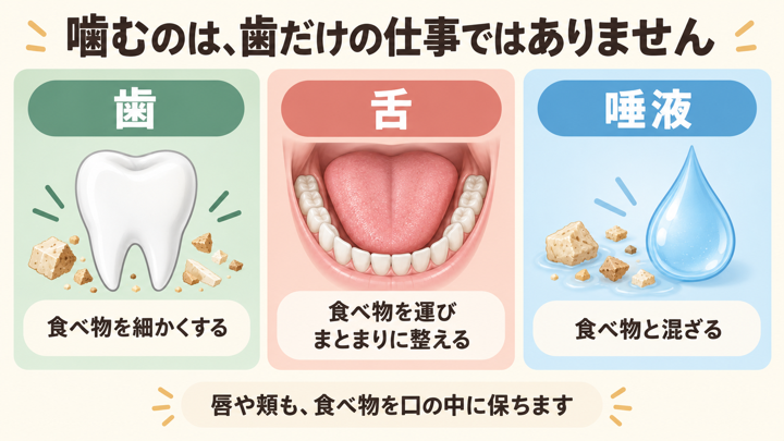 歯は食べ物を細かくし、舌は食べ物を運んでまとまりに整え、唾液は食べ物と混ざる。唇や頬も食べ物を口の中に保つことを示す図。