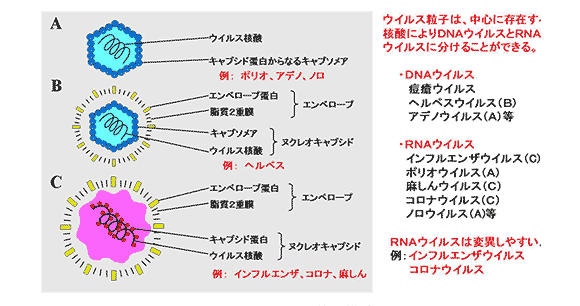 コロナウィルス